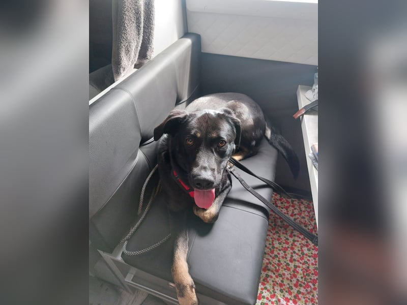 Laila – sensible Seele mit großem Herz sucht ruhiges Zuhause