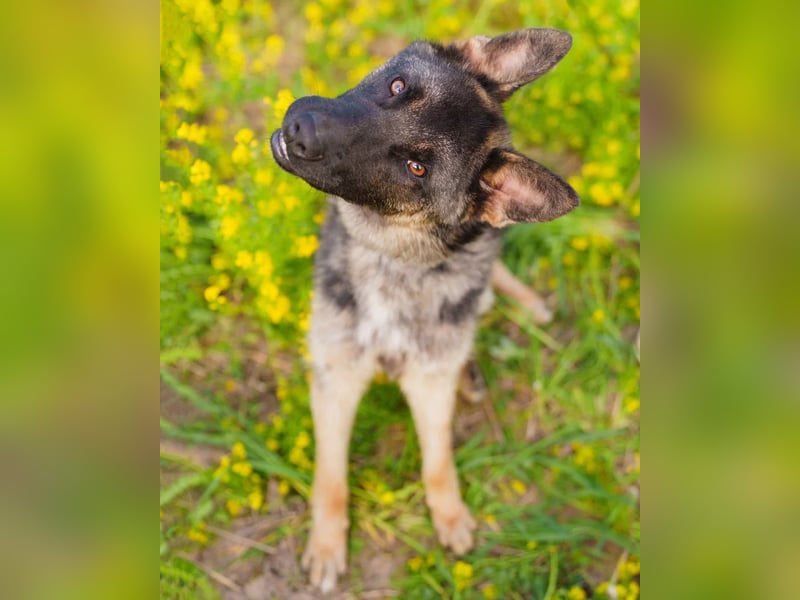 Ein schöner Schäferhund Mischling *Balou* wartet auf sein neues zuhause