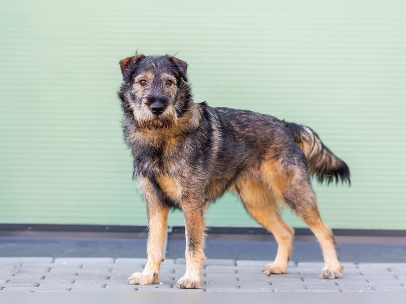 Familienhund Diver sucht...