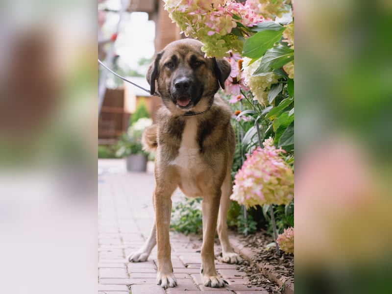 Aksi möchte ihre ganze Liebe zeigen