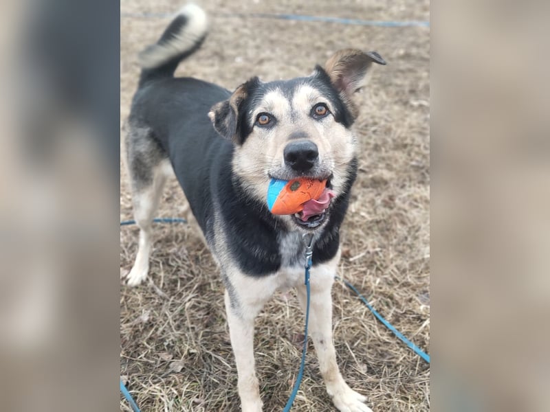 Familienhund Vorshun sucht ein Zuhause