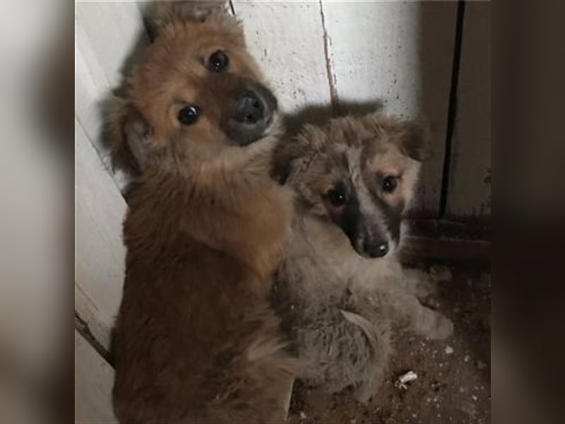 Booma und ihre Kinder