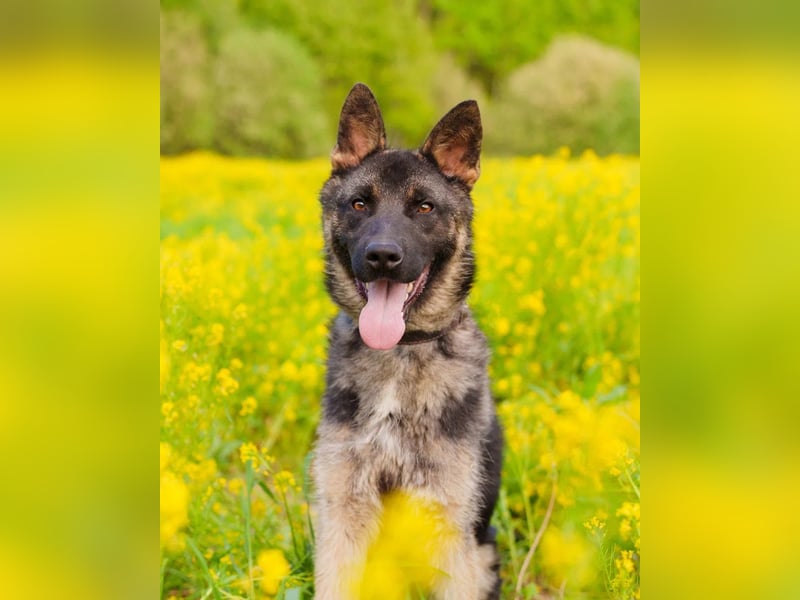 Ein schöner Schäferhund Mischling *Balou* wartet auf sein neues zuhause