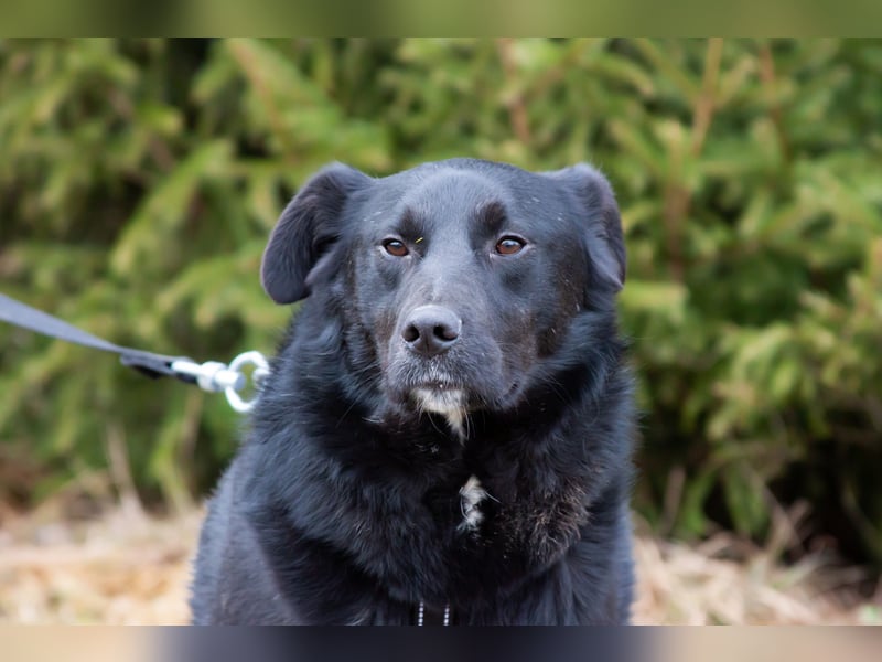 Familienhund Semön sucht ein Zuhause
