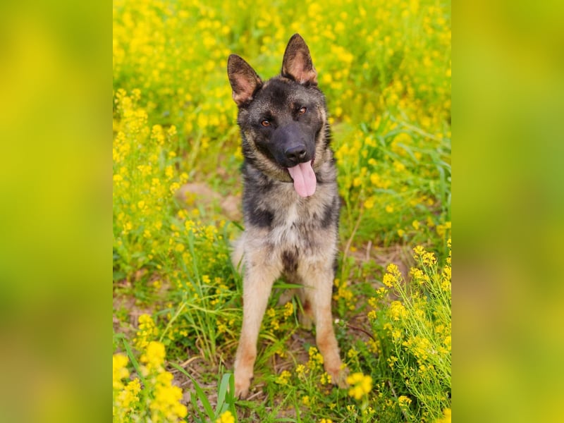 Ein schöner Schäferhund Mischling *Balou* wartet auf sein neues zuhause