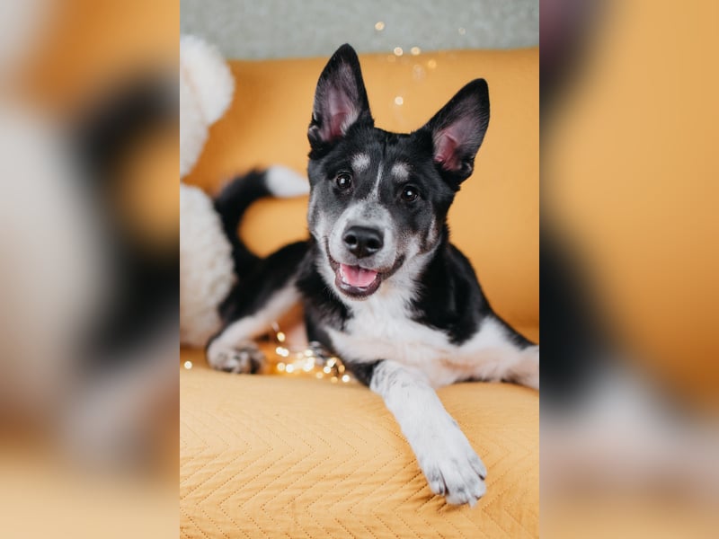 Die kleine Giselle sucht ein Zuhause