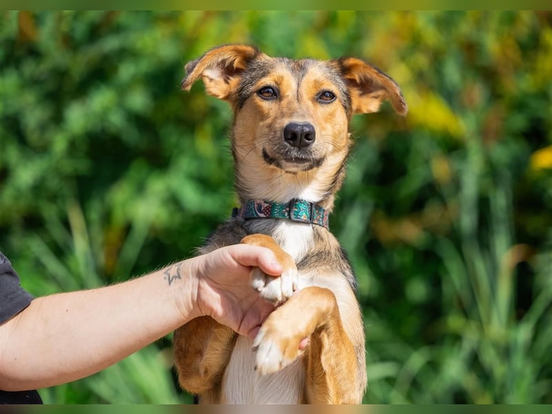 Liebevolle Betty sucht Zuhause