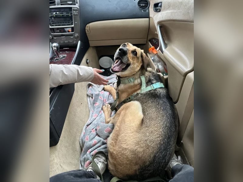 Tuchka - die sanfte Seele mit stolzem Auftreten sucht Ihr Zuhause!