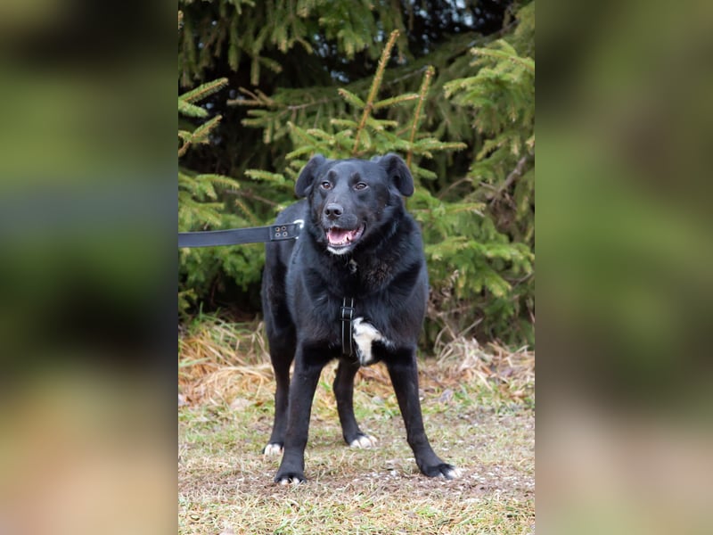 Familienhund Semön sucht ein Zuhause