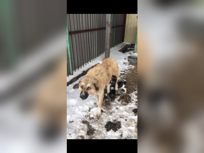 Booma und ihre Kinder