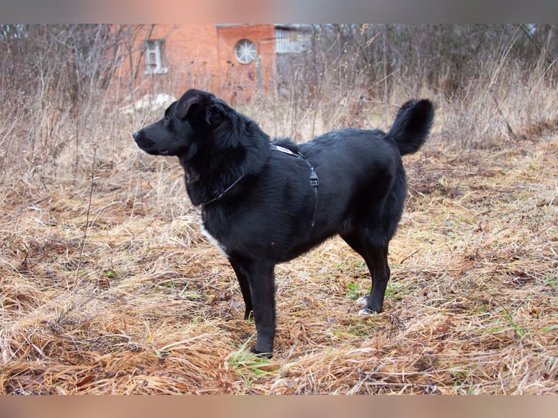 Familienhund Semön sucht ein Zuhause