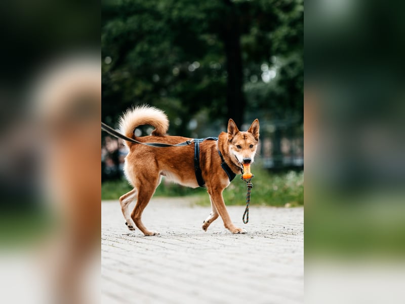 Der süße Fuchs Imber sucht ein Zuhause.