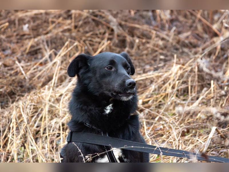 Familienhund Semön sucht ein Zuhause
