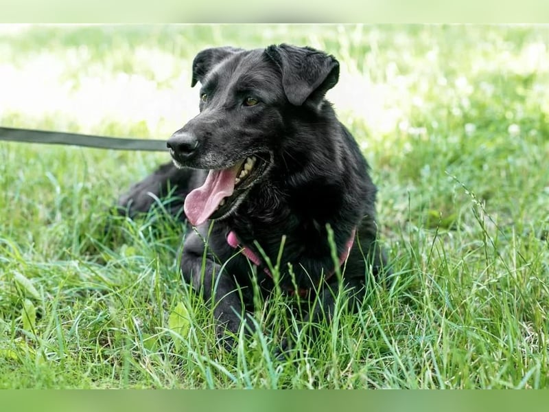 Schöne schwarze Lala sucht Traumzuhause