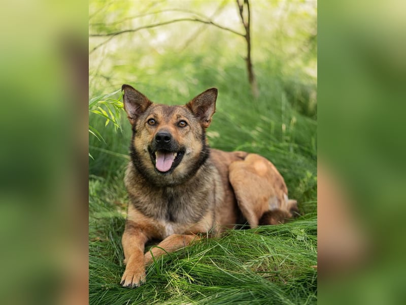 Anhängliche Nika sucht Menschen
