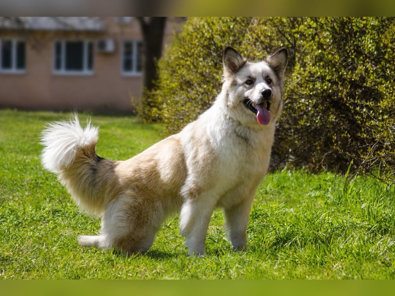 Sheila will liebe und Zuneigung