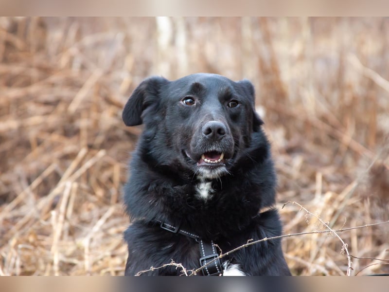 Familienhund Semön sucht ein Zuhause
