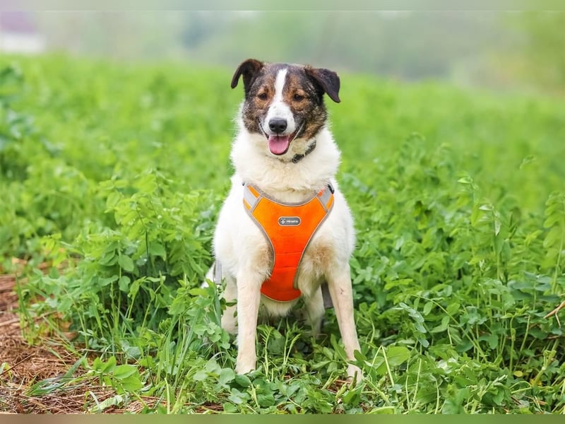 Ruhige Emma sucht zuhause