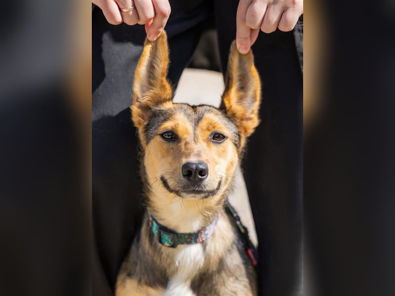 Liebevolle Betty sucht Zuhause