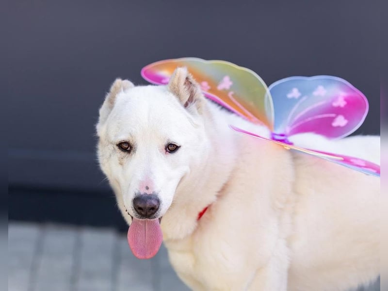 Betta ist keine Schönheit aber sie hat ein großes Herz