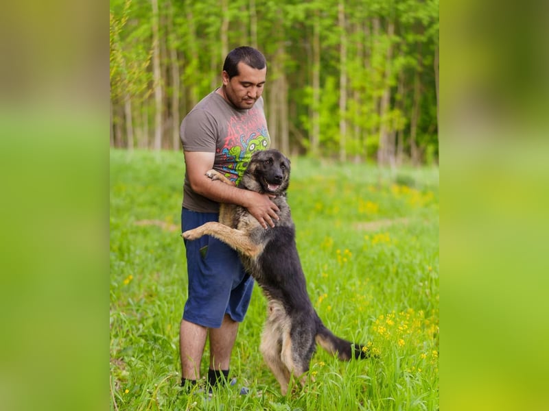 Ein schöner Schäferhund Mischling *Balou* wartet auf sein neues zuhause