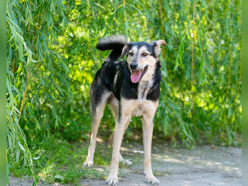 Familienhund Vorshun sucht ein Zuhause