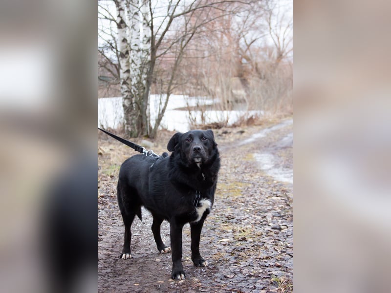 Familienhund Semön sucht ein Zuhause