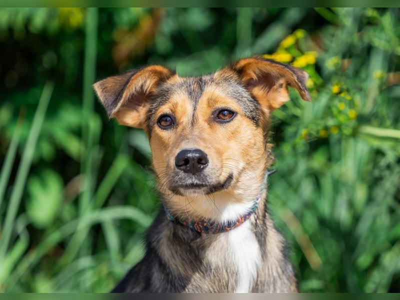 Liebevolle Betty sucht Zuhause
