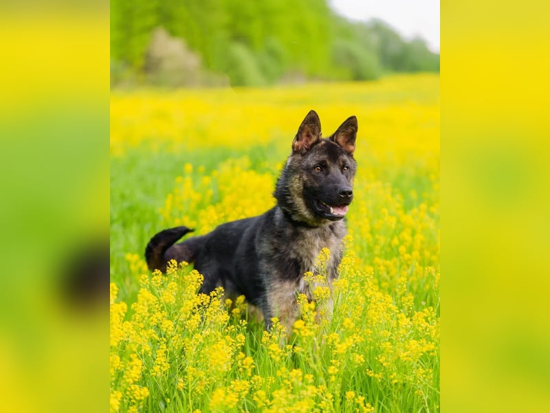 Ein schöner Schäferhund Mischling *Balou* wartet auf sein neues zuhause