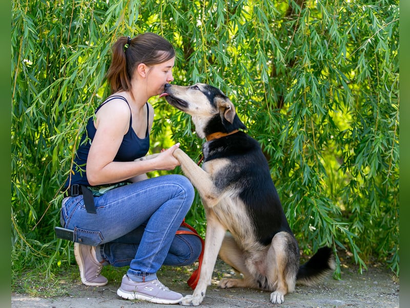 Familienhund Vorshun sucht ein Zuhause