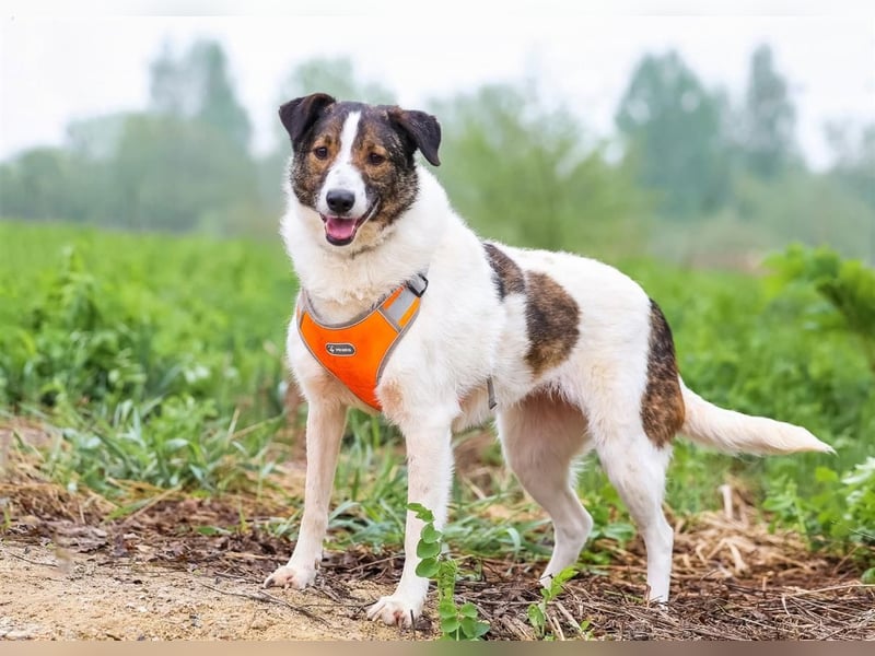 Ruhige Emma sucht zuhause