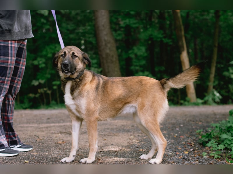 Aksi möchte ihre ganze Liebe zeigen