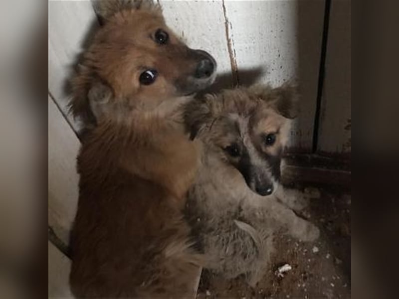 Booma und ihre Kinder