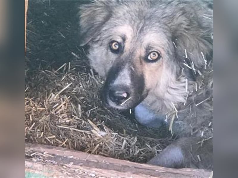 Booma und ihre Kinder