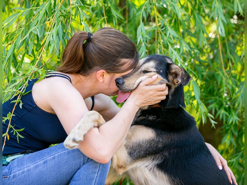 Familienhund Vorshun sucht ein Zuhause