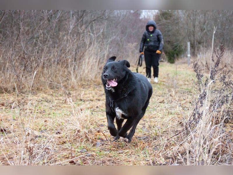 Familienhund Semön sucht ein Zuhause