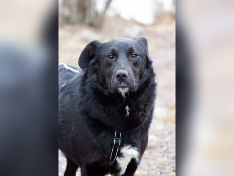 Familienhund Semön sucht ein Zuhause