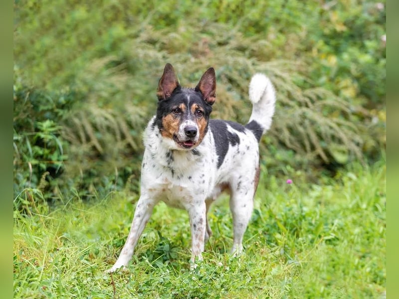 Liebevoller Miron sucht seine menschen