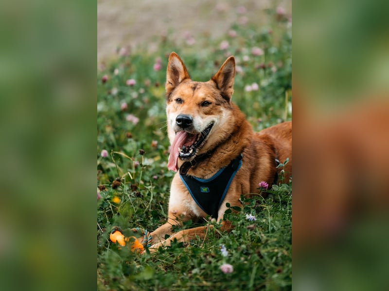 Der süße Fuchs Imber sucht ein Zuhause.