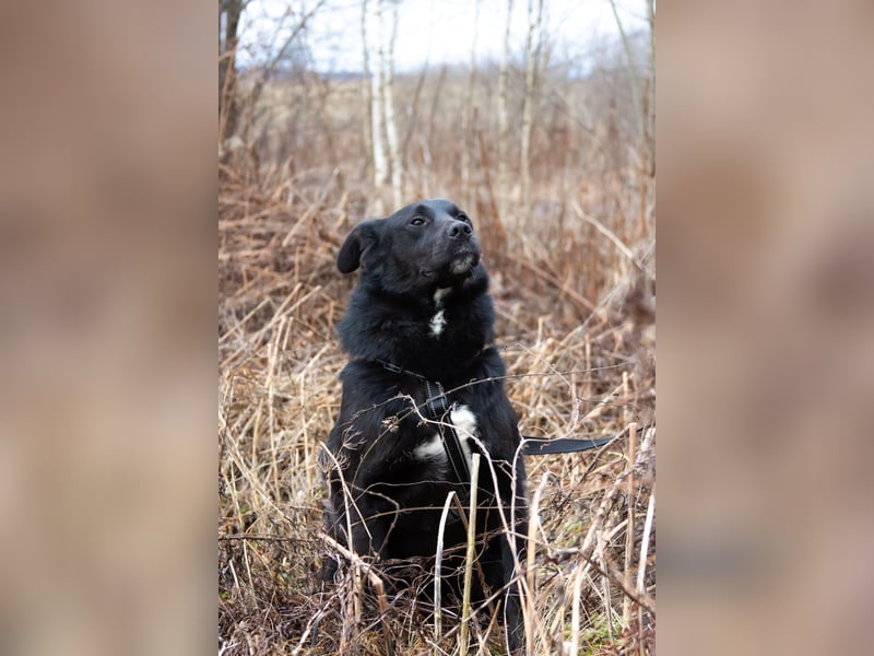 Familienhund Semön sucht ein Zuhause