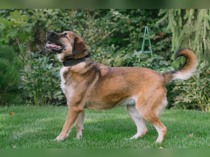 Aksi möchte ihre ganze Liebe zeigen