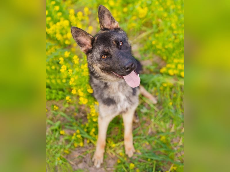 Ein schöner Schäferhund Mischling *Balou* wartet auf sein neues zuhause
