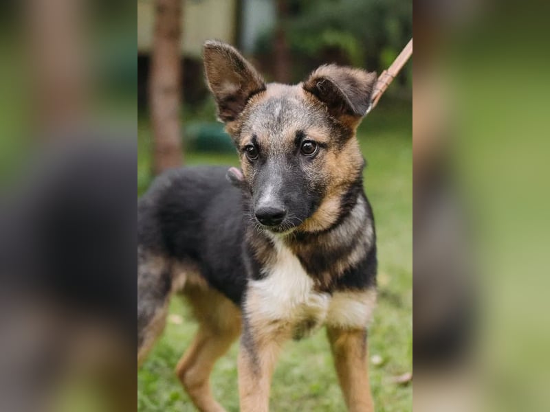 Junger Boss sucht sein Glück