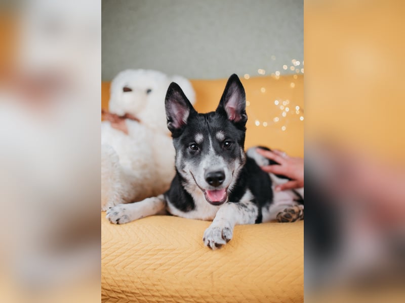 Die kleine Giselle sucht ein Zuhause