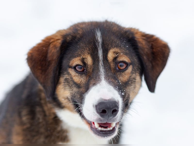 Havier sucht ein aktives Leben...