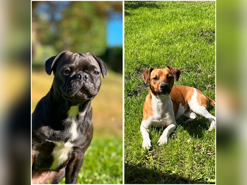 Wurfankündigung (Mops/Jackrussel)
