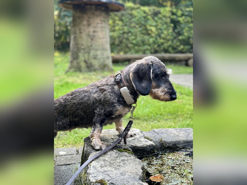 Rauhaardackel-Terrier Welpen