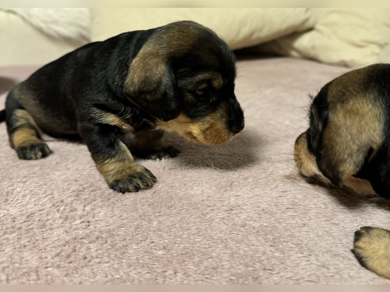 Rauhaardackel-Terrier Welpen
