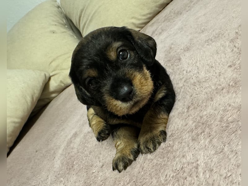 Rauhaardackel-Terrier Welpen