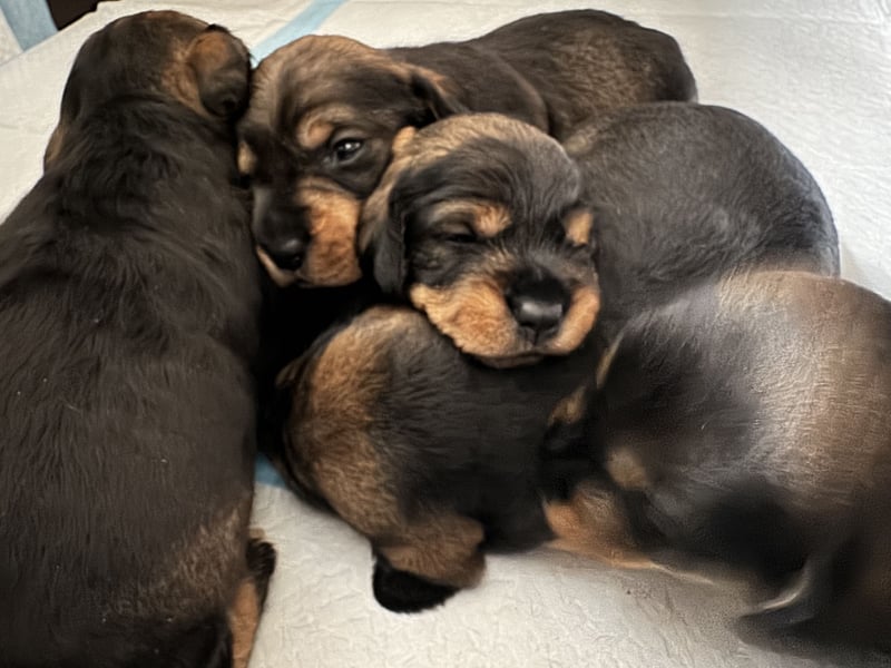Rauhaardackel-Terrier Welpen